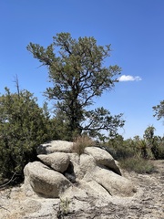 Pinus monophylla
