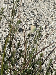 Callophrys dumetorum perplexa