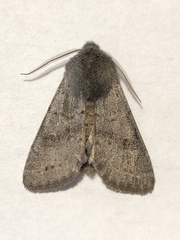 Orthosia populeti