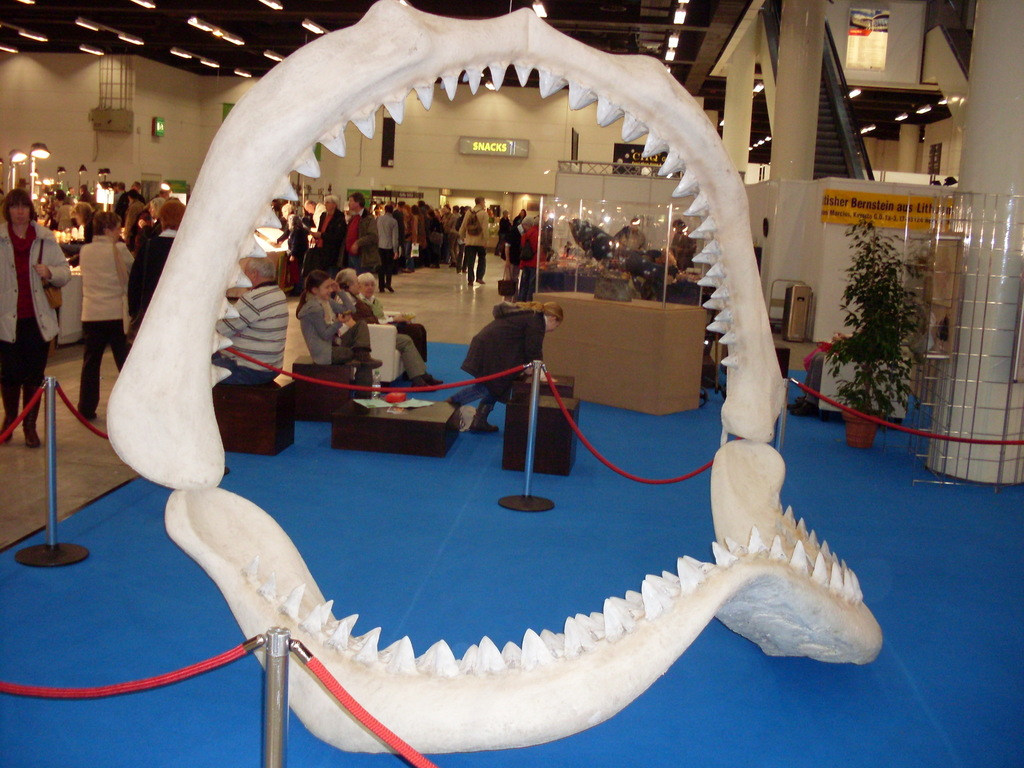 Megalodon (Carcharodon megalodon) · iNaturalist, image size:1024x768