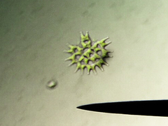 Hydrodictyaceae