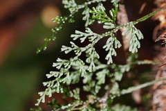 Hymenophyllum australe