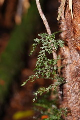 Hymenophyllum australe