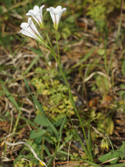 Gagea graeca