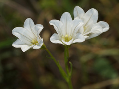Gagea graeca