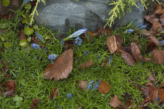 Gentiana sino-ornata