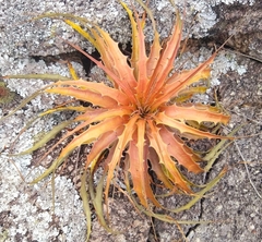 Encholirium spectabile