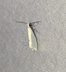 Eucalantica polita