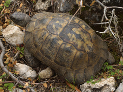 Testudo graeca ibera