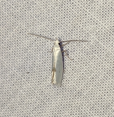 Eucalantica polita