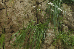 Allium subhirsutum