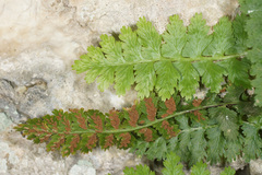 Asplenium bourgaei