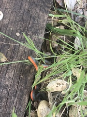 Diadophis punctatus vandenburgii