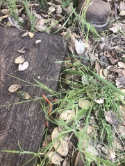 Diadophis punctatus vandenburgii