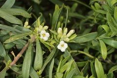 Daphne gnidioides