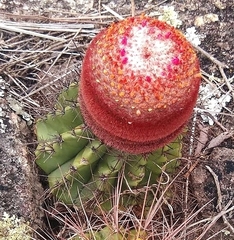 Melocactus ernestii