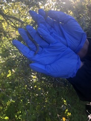 Diadophis punctatus vandenburgii