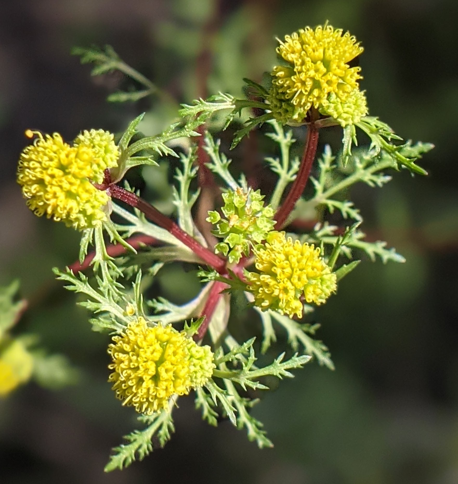 Sanicula tuberosa