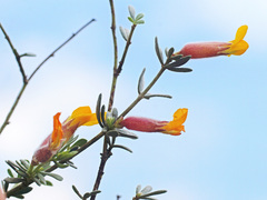 Cytisopsis dorycnifolia