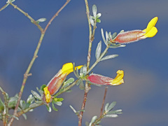 Cytisopsis dorycnifolia