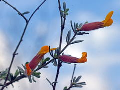 Cytisopsis dorycnifolia