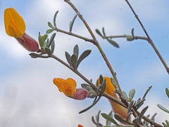 Cytisopsis dorycnifolia