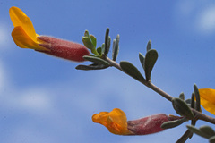 Cytisopsis dorycnifolia