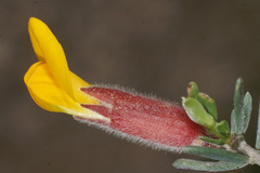 Cytisopsis dorycnifolia