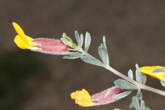 Cytisopsis dorycnifolia