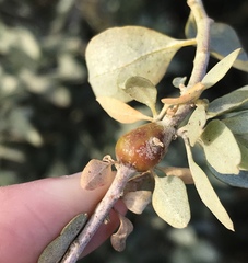 Asphondylia atriplicis