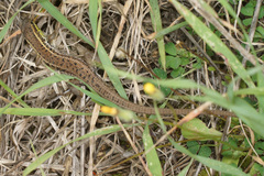 Ophisops elegans macrodactylus