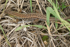 Ophisops elegans macrodactylus