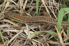Ophisops elegans macrodactylus