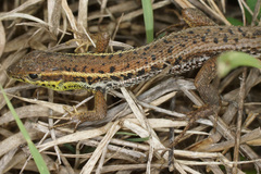 Ophisops elegans macrodactylus