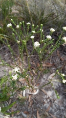 Pimelea flava dichotoma