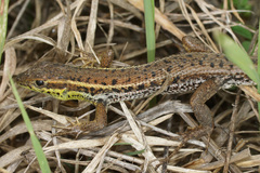 Ophisops elegans macrodactylus