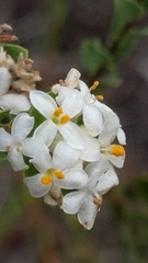 Pimelea flava dichotoma