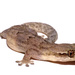 Mourning Gecko - Photo (c) Andrés Camilo Montes-Correa, some rights reserved (CC BY-NC), uploaded by Andrés Camilo Montes-Correa