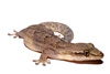 Mourning Gecko - Photo (c) Andrés Camilo Montes-Correa, some rights reserved (CC BY-NC), uploaded by Andrés Camilo Montes-Correa
