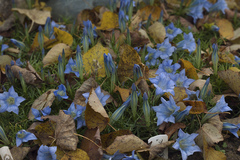 Gentiana sino-ornata