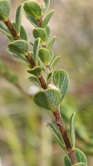 Pimelea flava dichotoma