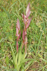Serapias politisii