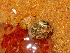 Lunella coronata