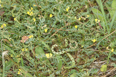Hippocrepis ciliata