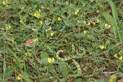 Hippocrepis ciliata