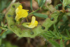 Hippocrepis ciliata