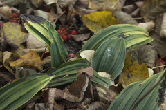 Cremastra appendiculata variabilis