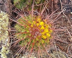 Melocactus ernestii