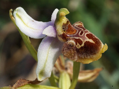 Ophrys fuciflora heterochila