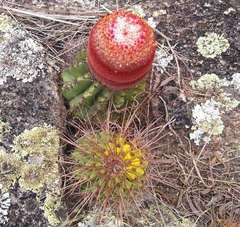 Melocactus ernestii
